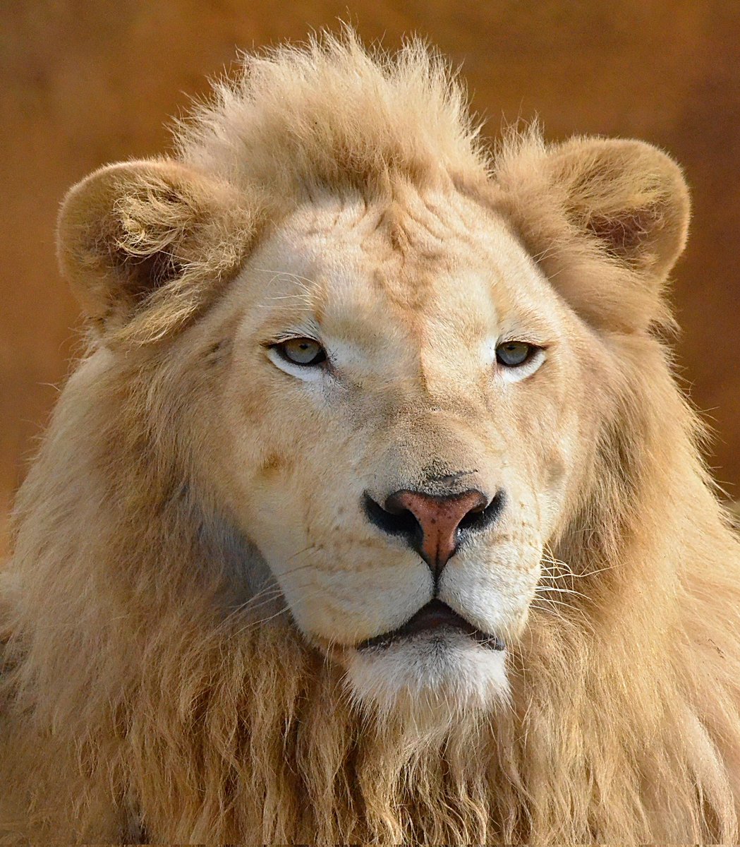 statsglobe's tweet photo. Countries with the most Lions 🦁

1. 🇹🇿 Tanzania – 14,500
2. 🇿🇦 South Africa – 3,284
3. 🇧🇼 Botswana – 3,063
4. 🇰🇪 Kenya – 2,515
5. 🇿🇲 Zambia – 2,349
6. 🇿🇼 Zimbabwe – 1,362
7. 🇪🇹 Ethiopia – 1,239
8. 🇸🇸 South Sudan – 866
9. 🇳🇦 Namibia – 801
10. 🇲🇿 Mozambique – 678
11. 🇮🇳 India – 674
12. 🇺🇬 Uganda – 493
13. 🇨🇲 Cameroon – 270
14. 🇨🇩 DR Congo – 210
15. 🇸🇩 Sudan – 183
16. 🇧🇫 Burkina Faso – 155
17. 🇳🇪 Niger – 134
18. 🇧🇯 Benin – 120
19. 🇹🇩 Chad – 115
20. 🇳🇬 Nigeria – 50

Source: World Population Review