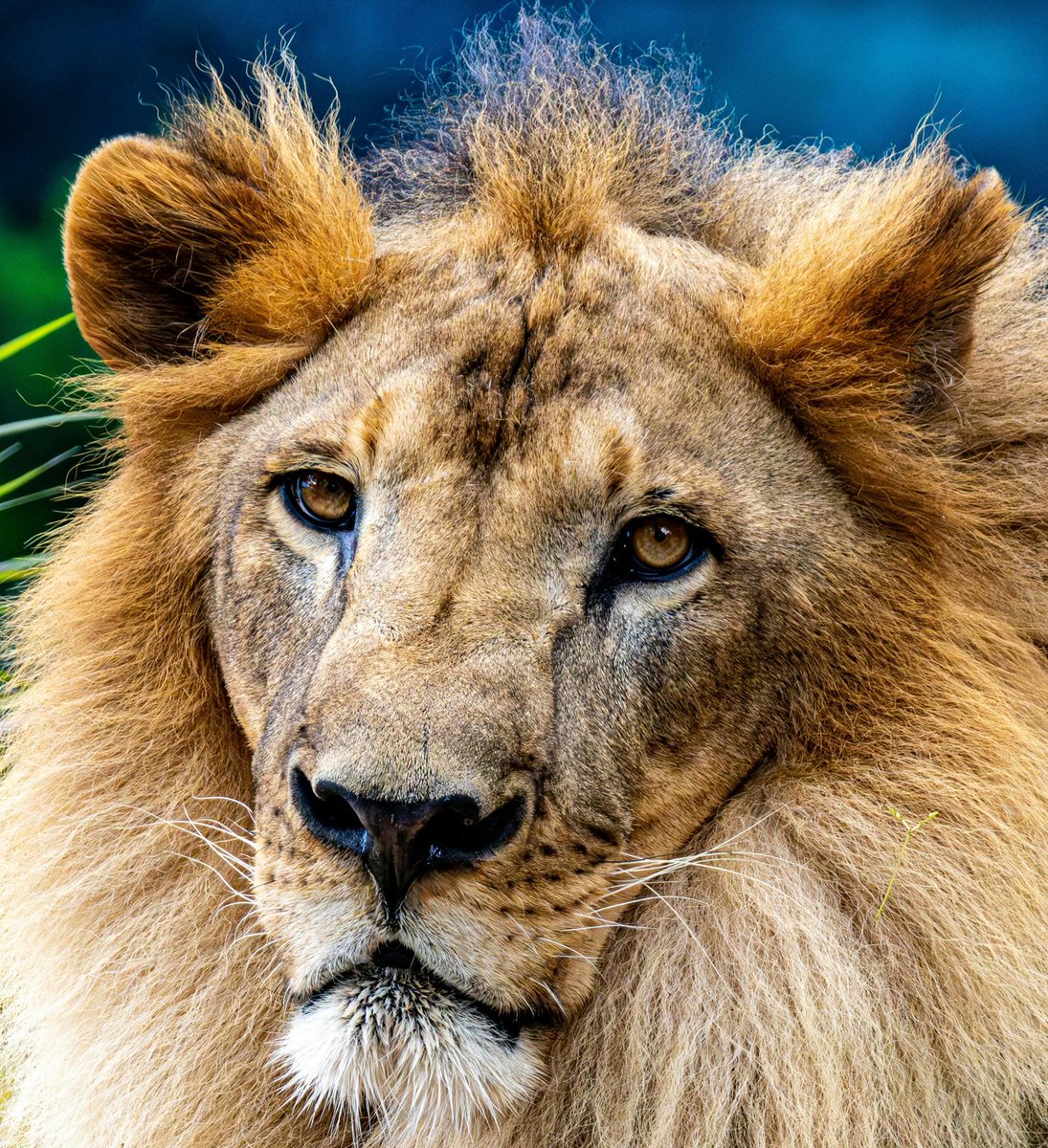 statsglobe's tweet photo. Countries with the most Lions 🦁

1. 🇹🇿 Tanzania – 14,500
2. 🇿🇦 South Africa – 3,284
3. 🇧🇼 Botswana – 3,063
4. 🇰🇪 Kenya – 2,515
5. 🇿🇲 Zambia – 2,349
6. 🇿🇼 Zimbabwe – 1,362
7. 🇪🇹 Ethiopia – 1,239
8. 🇸🇸 South Sudan – 866
9. 🇳🇦 Namibia – 801
10. 🇲🇿 Mozambique – 678
11. 🇮🇳 India – 674
12. 🇺🇬 Uganda – 493
13. 🇨🇲 Cameroon – 270
14. 🇨🇩 DR Congo – 210
15. 🇸🇩 Sudan – 183
16. 🇧🇫 Burkina Faso – 155
17. 🇳🇪 Niger – 134
18. 🇧🇯 Benin – 120
19. 🇹🇩 Chad – 115
20. 🇳🇬 Nigeria – 50

Source: World Population Review