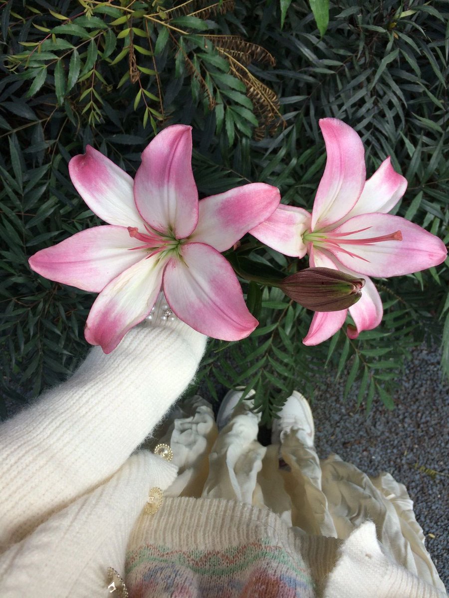 i3Moment's tweet image. Lilies