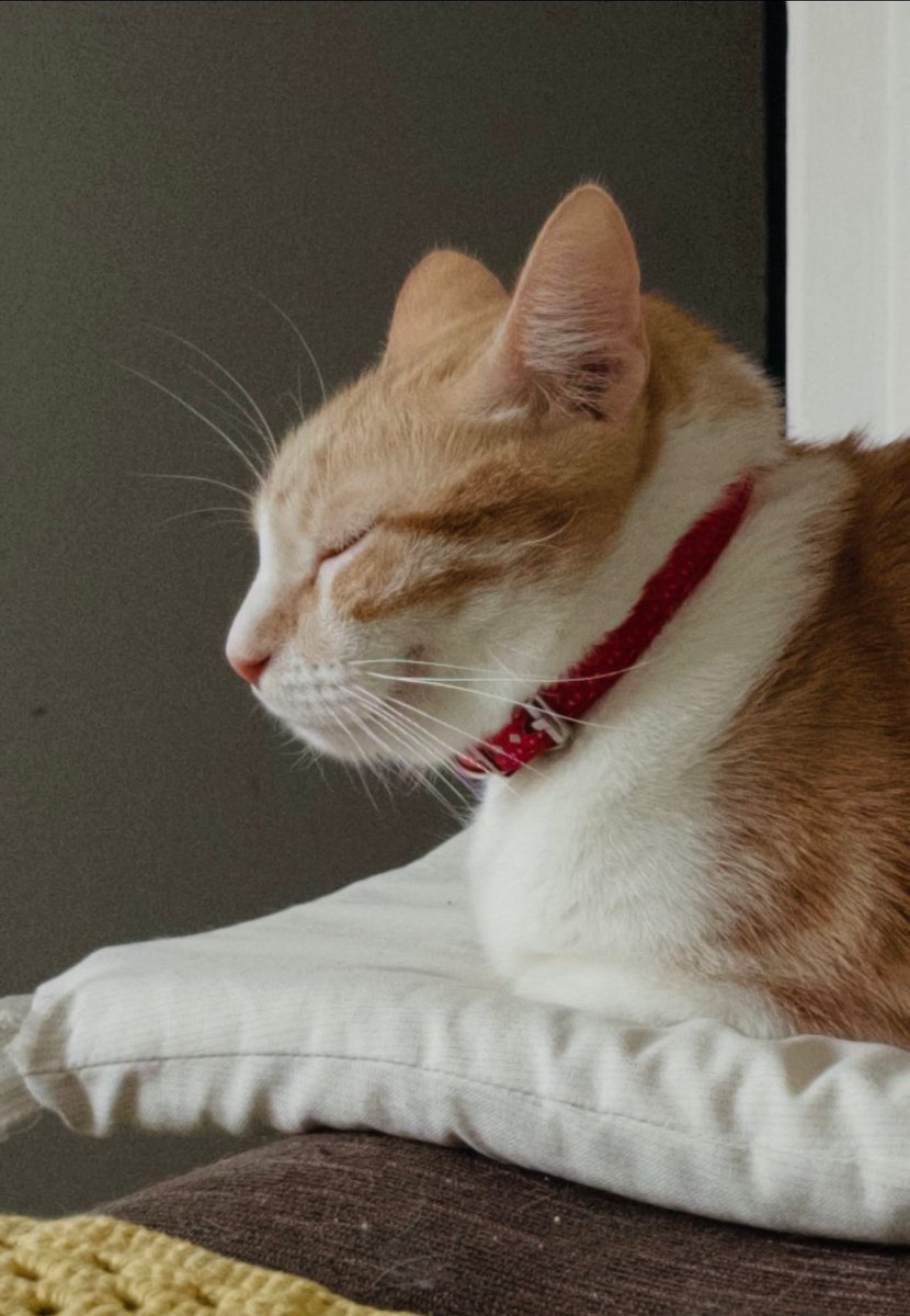 Canovegats tweet media