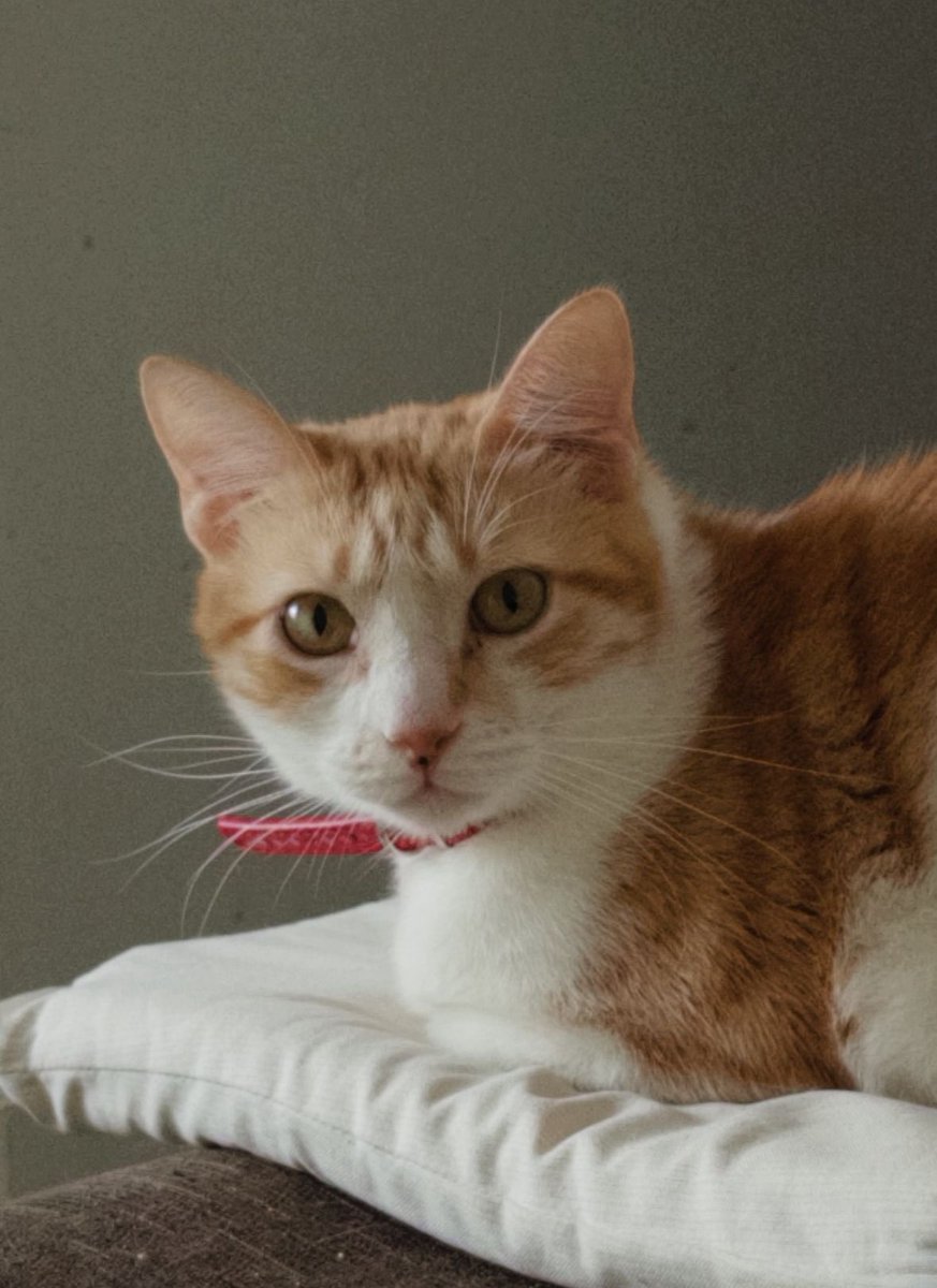 Canovegats tweet media