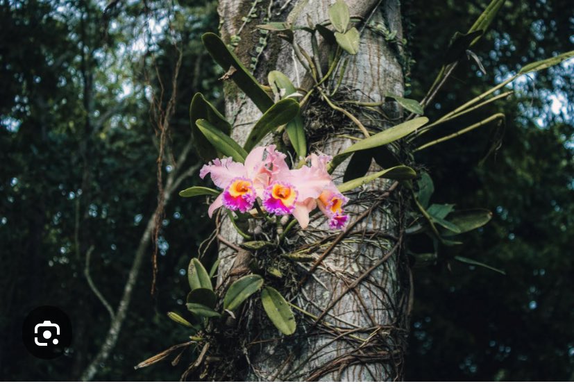 La señora Stewart tweet media