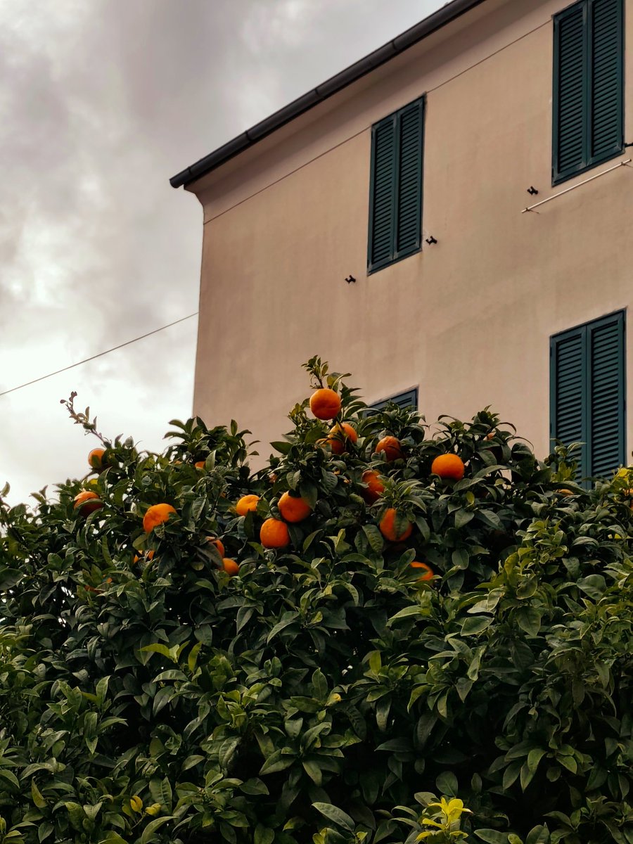 Елена Ременюк tweet media