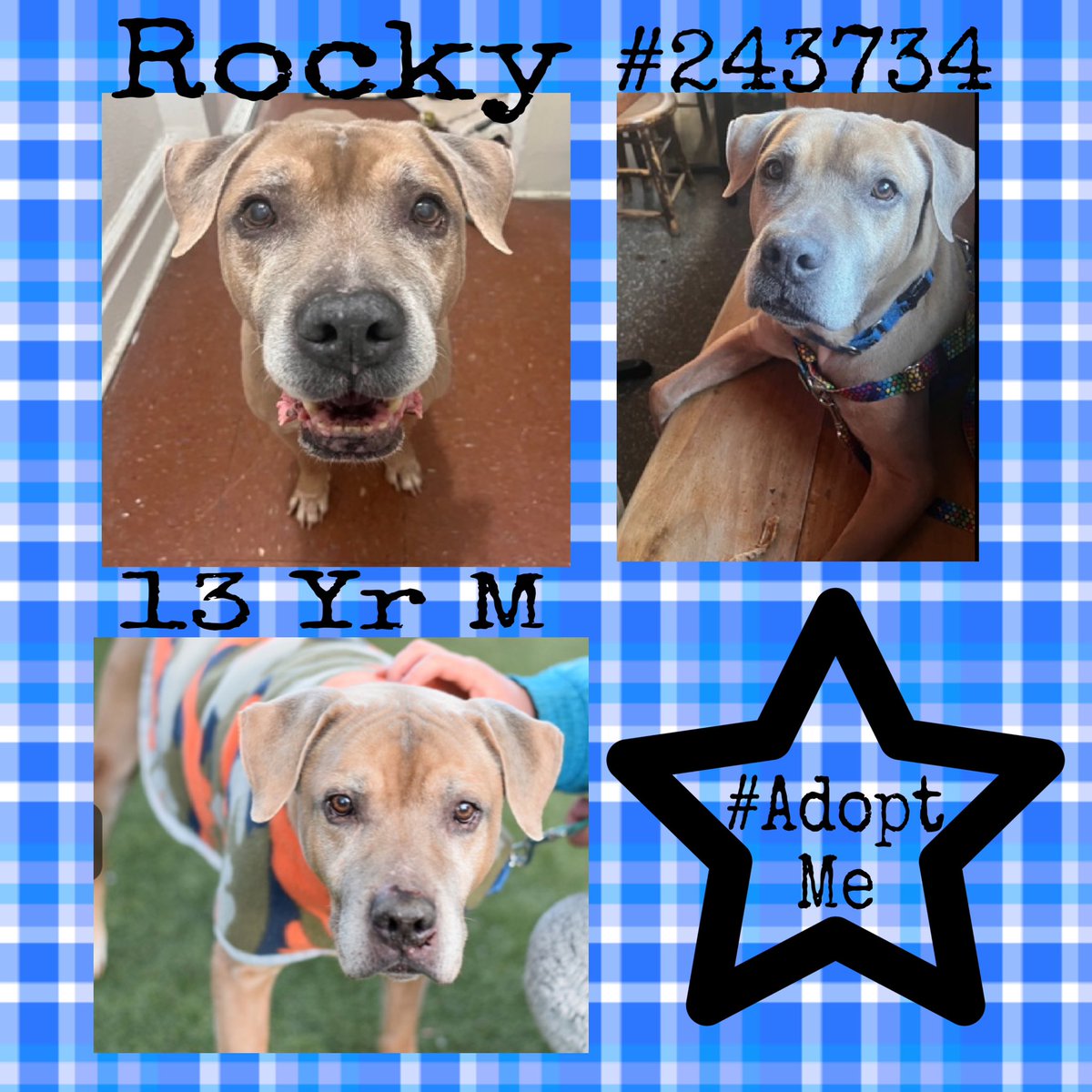 Quinnqueens's tweet image. #DogoftheDay
#TuesdayTruth
#SaveOurSeniors
🔹Rocky #243734🔹
#QueensACC 13 Yr M
13 years old/surrendered! Needs adult only 🏡 with no cats/small animals. Guardian said he’s playful, loves balls, rope toys. Needs safe space 4 golden years #AdoptMe #Foster
nycacc.app/browse/243734