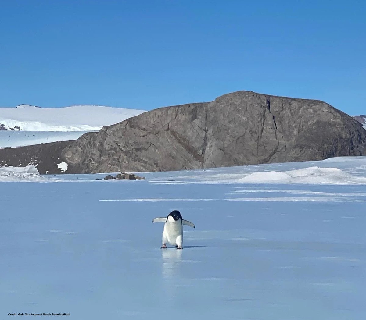 What will happen now?
They decided not to intervene. "Regulations state it is not allowed to feed, touch or move animals"

So this little penguin will have to walk another 250 km without food, and this time, hopefully in the right direction.