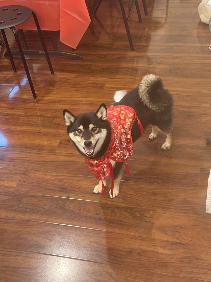 mvttmueller's tweet photo. tsuki says “gong xi fa cai” say it back https://t.co/FRWSgkpd82