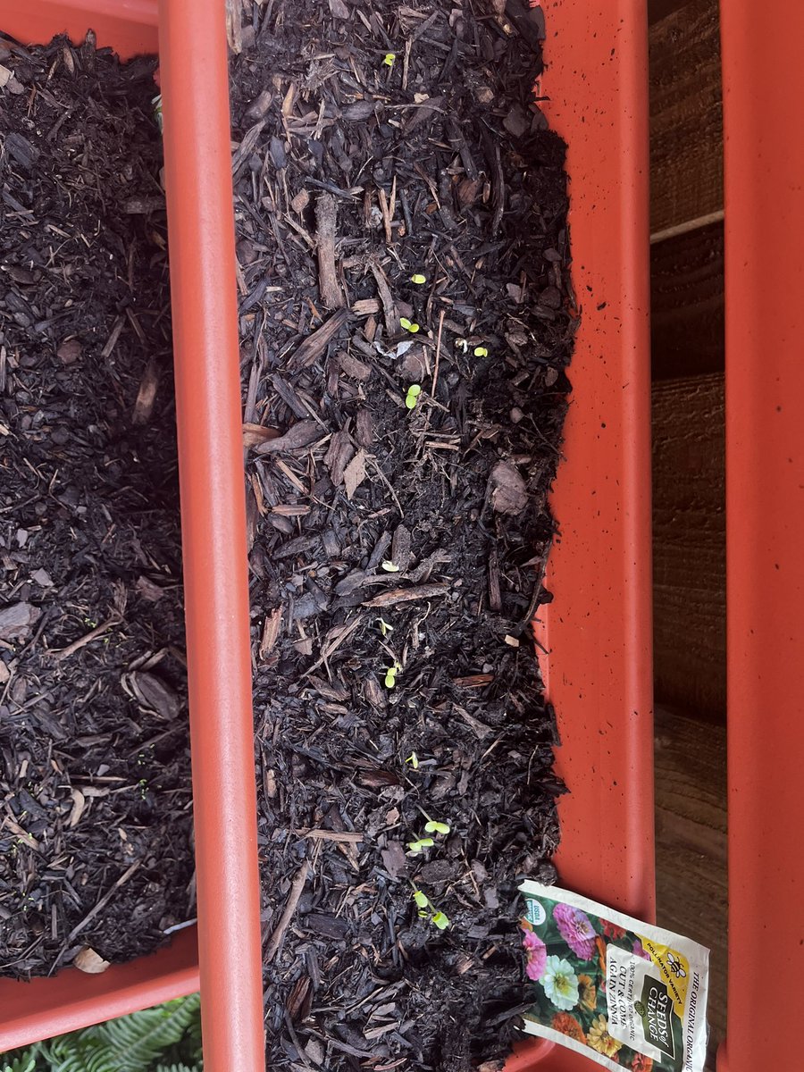 Savannah Davis tweet media