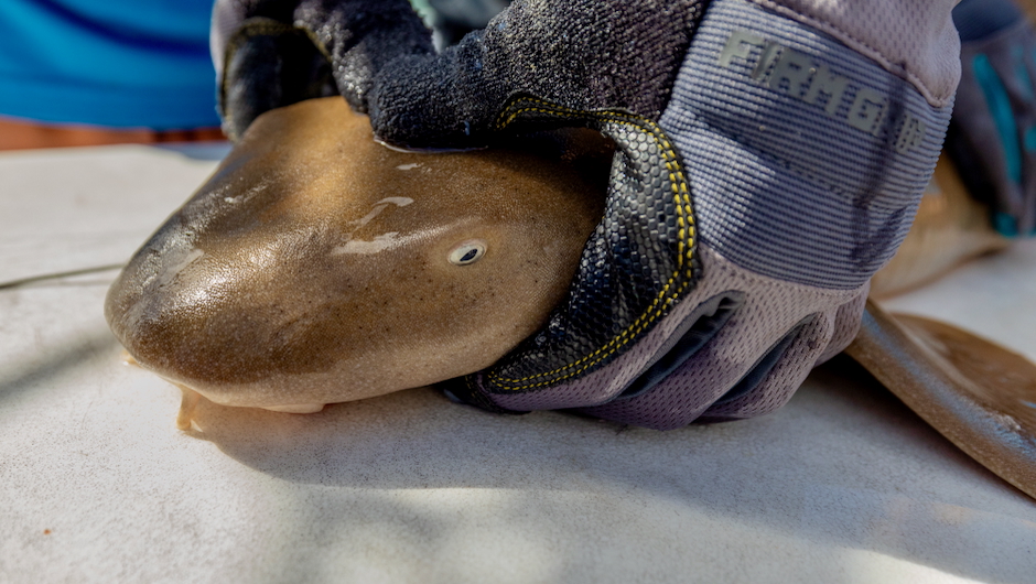 NOAA Sea Grant tweet media