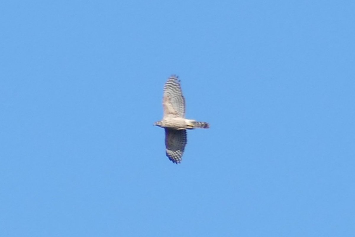 Thomas Porter tweet media