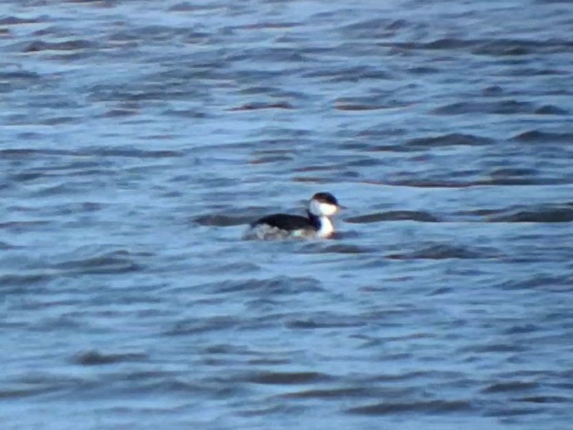 Thomas Porter tweet media