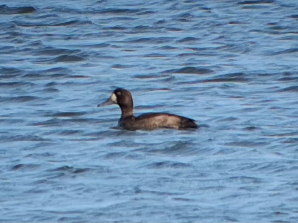 Thomas Porter tweet media