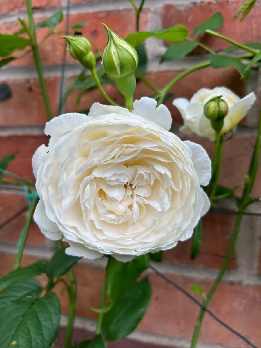Selina12635's tweet photo. The roses in my garden bloom with grace and beauty. A true symbol of nature's wonders.🌹🌹 https://t.co/sae6tYmkMv