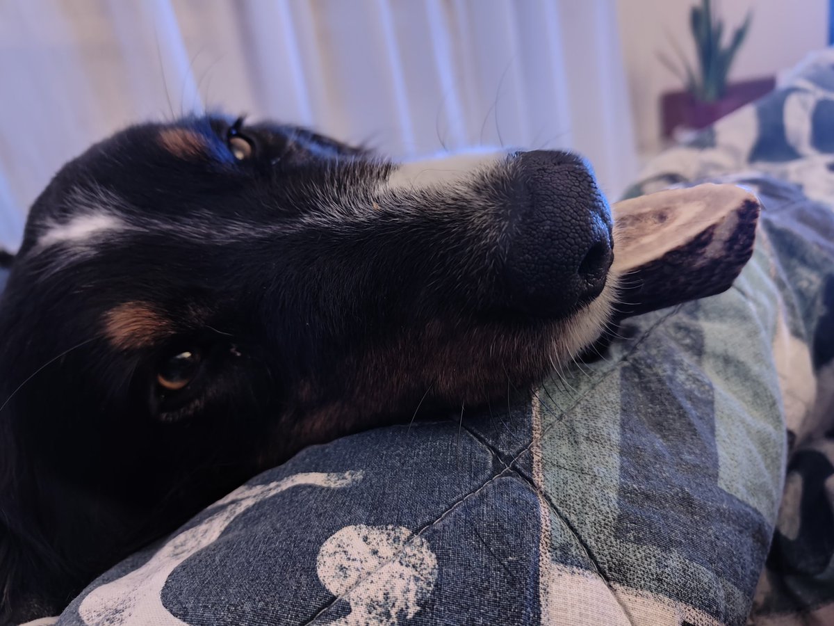 Hey guai a te se mi rubi il corno di cervo eh! 
Vega the Dog e l'arte dell'igiene dentale serale.