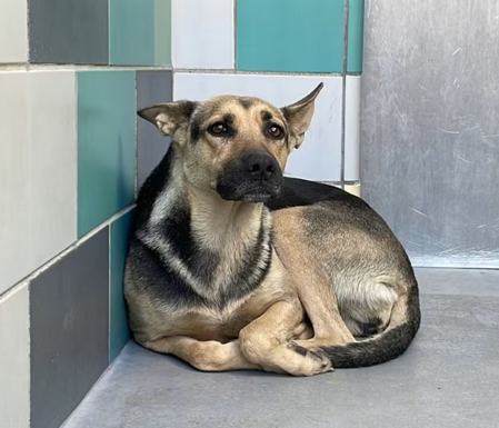 Hollywood Dogs tweet media