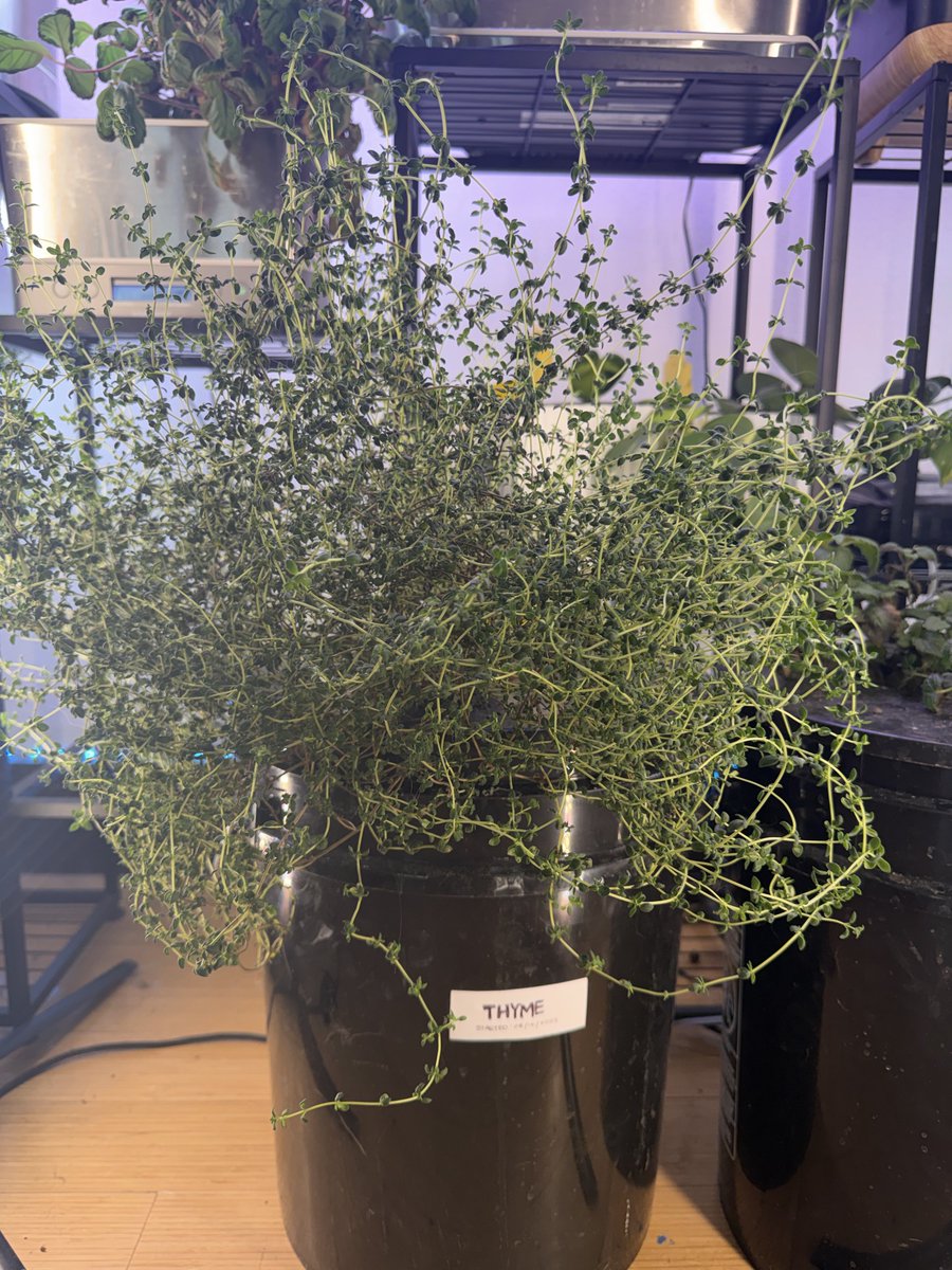 i’ve got an incredible amount of thyme 
(it’s growing in a 5 gallon btw)
#hydroponic #indoorgarden