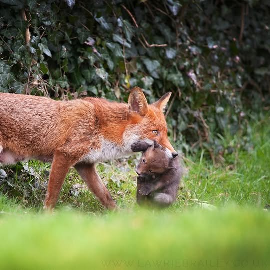 A vixen carrying a tiny cub was chased by the Blackmore and Sparkford Vale Hunt today.  This was seen by a member of the public who guided us to the location where it is hoped she got away. There is dashcam footage and it has been reported. Unbearable cruelty. w/<a href="/mendiphuntsabs/">Mendip Hunt Sabs</a>