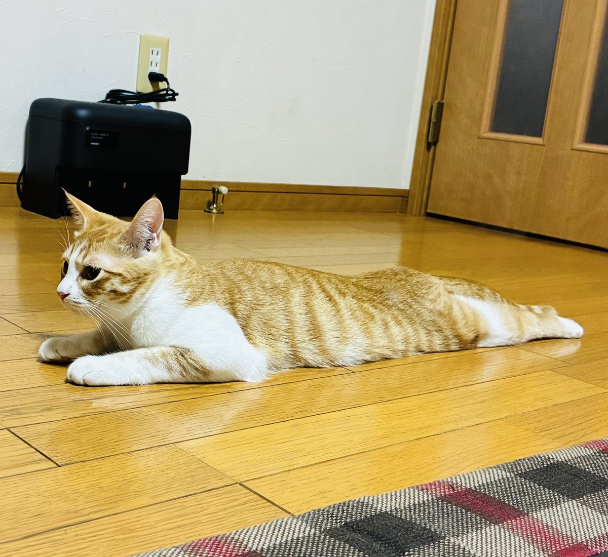 プランクやりそうwwwww