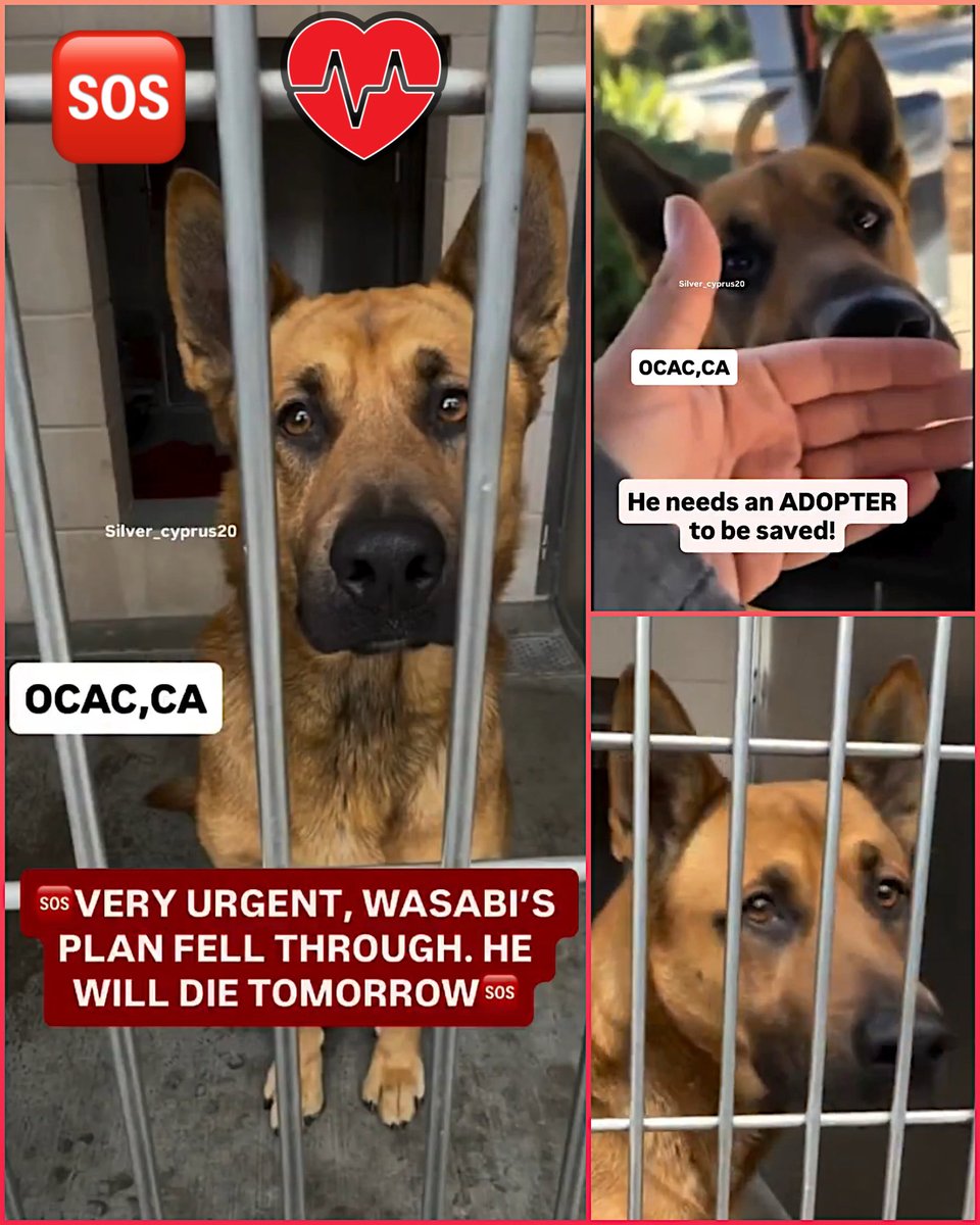 Malimum17's tweet photo. @KellyG581976179 @judyheffron825 Anyone?!?!?! Adopter needed in the dog lover nation USA 🇺🇸 What’s wrong with you? Go get Wasabi and save a stunning young shepherd dog https://t.co/rylIXO8jxU