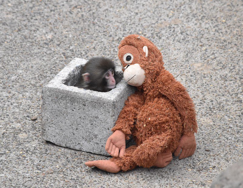 💖 (@twaniimals) on Twitter photo 