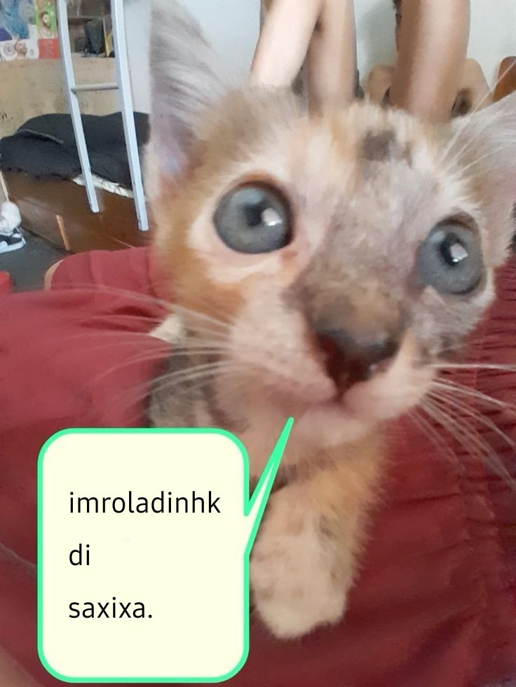 Paginaconfusa's tweet image. 