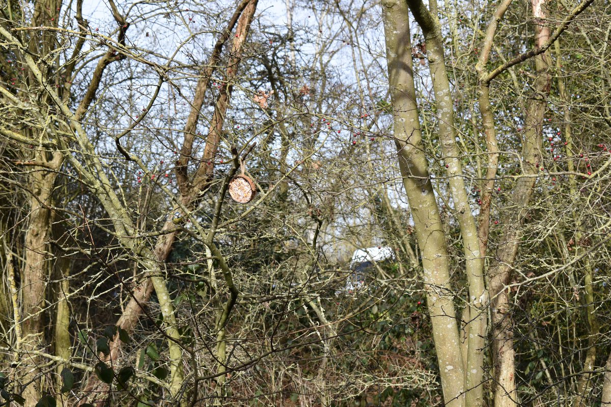 FisherPeter's tweet photo. We visited Belhus Woods Country Park to look for a 'field' of snowdrops.  There were only a few clumps near the entrance.  After an hours walk, we had a cup of tea and watched the birds on their bird tables.  As I was quite far away, it's a case of 'spot the birdy'.  Zoom in. https://t.co/GDMx3B66cC