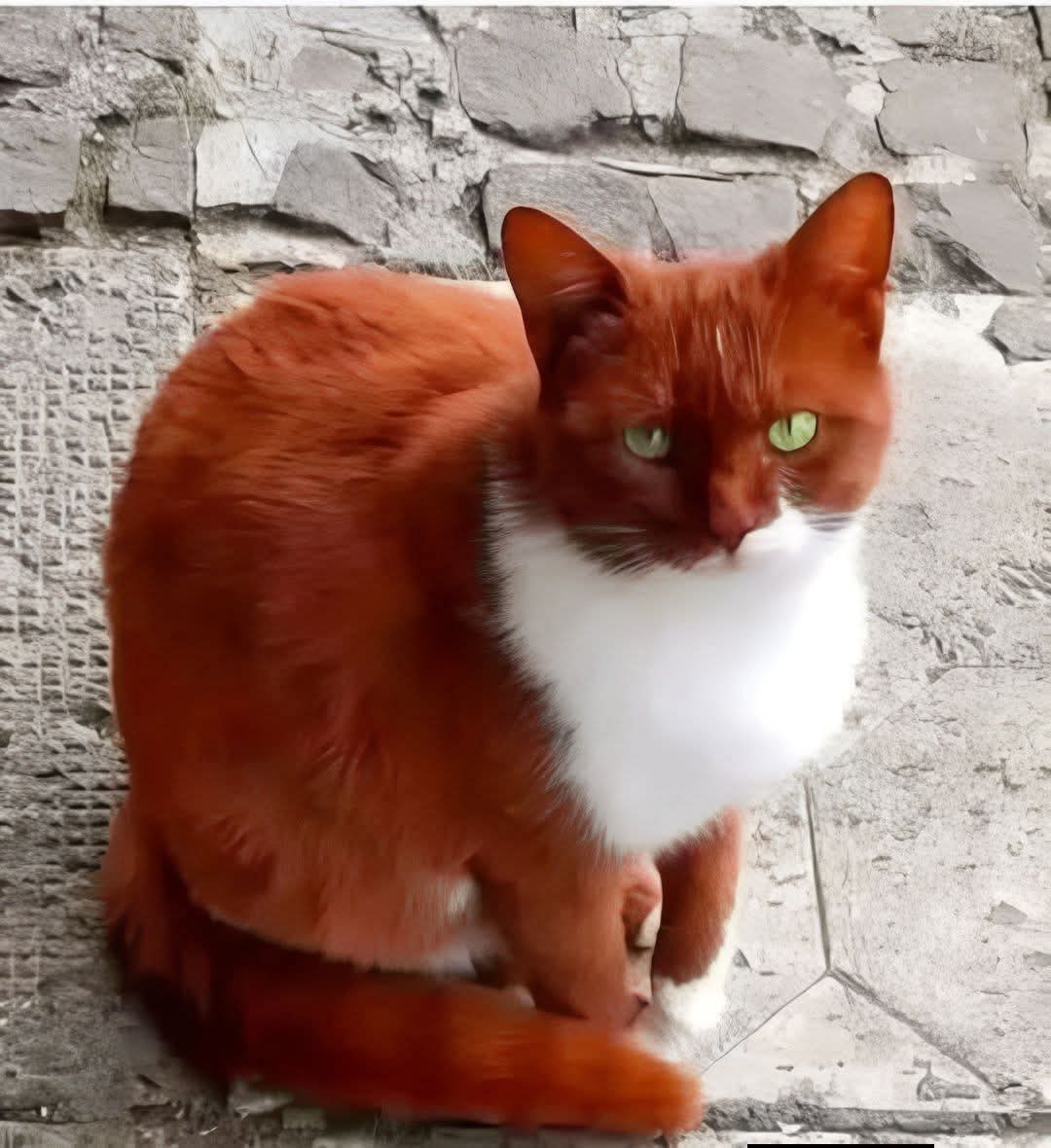 Johnny Cadillac tweet media