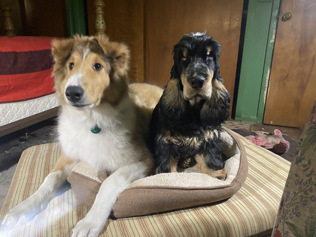 I choose Dogs. Say hi to Colin and Bond.