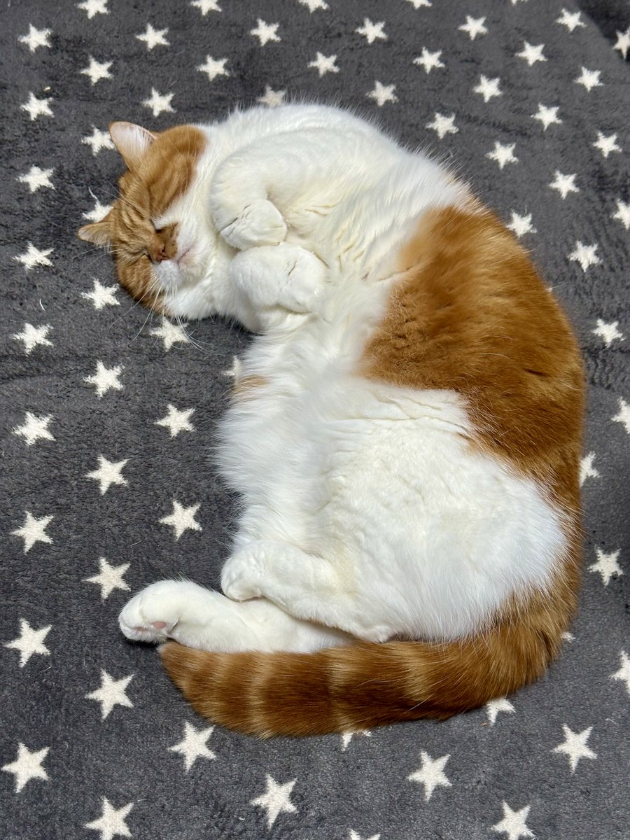 おはよう‥なのですぅ ＃猫 #猫好きさんと繋がりたい #猫のいる暮らし