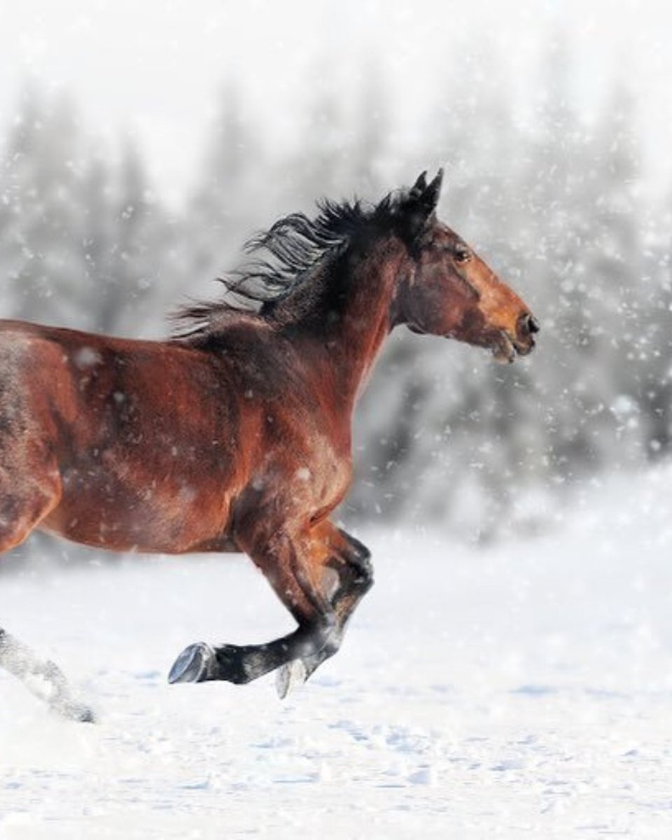 visitwyoming's tweet photo. 2026 is the Year of the Horse and there's no better place to celebrate than Wyoming 🐎

See them in the wild and feel the spirit of the West. Plan your trip here: https://t.co/K8MspVNK9H

📍Teton County, Visit Buffalo WY, Wind River Country 

📸: @westdesertdistrict (3) https://t.co/MfRSpllBBq