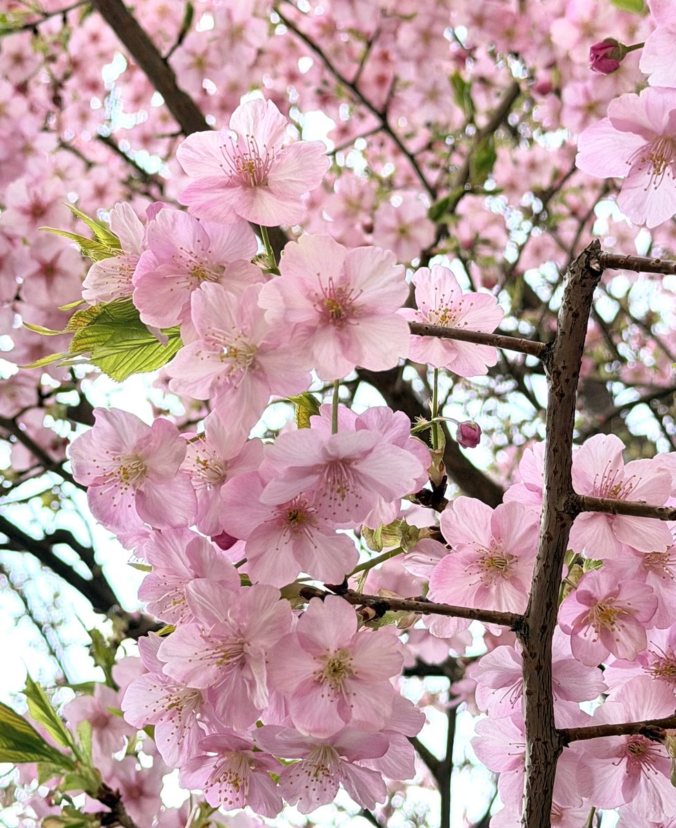 midonos.Midori (@chinaxgreen) / Posts / X