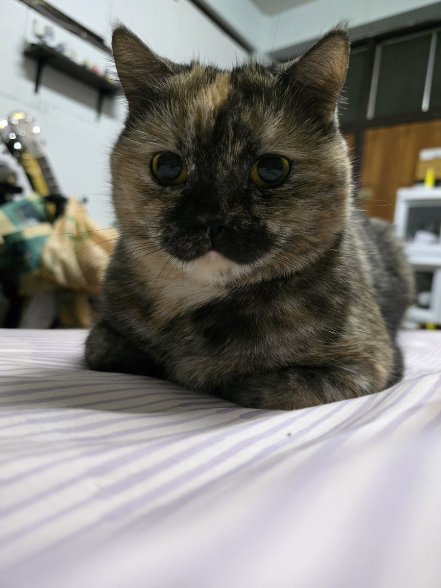 โอกาสอวดแมวข้ามประเทศ