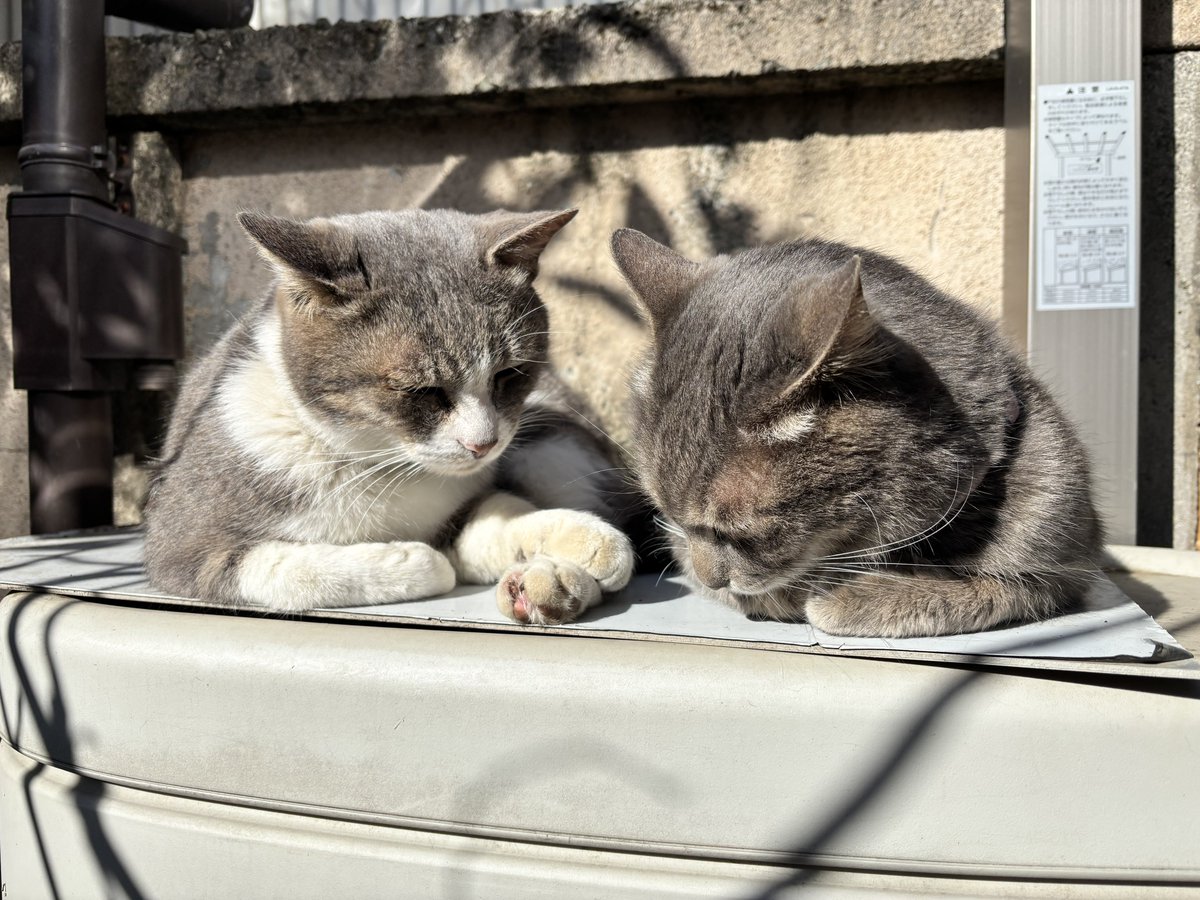 ok_orientaru's tweet photo. 庭先で寝ているジッポとハナシロの兄弟
「ここが1番、日が当たるからね」
「そうそう。今のうち沢山昼寝をしなくちゃ〜」
いつも仲が良くて、兄弟って良いもんですねぇ。

#外猫　#猫のいる暮らし　#猫のいる幸せ　#兄弟　#庭先  #日が当たる  #昼寝 https://t.co/0D8YJLEZSX