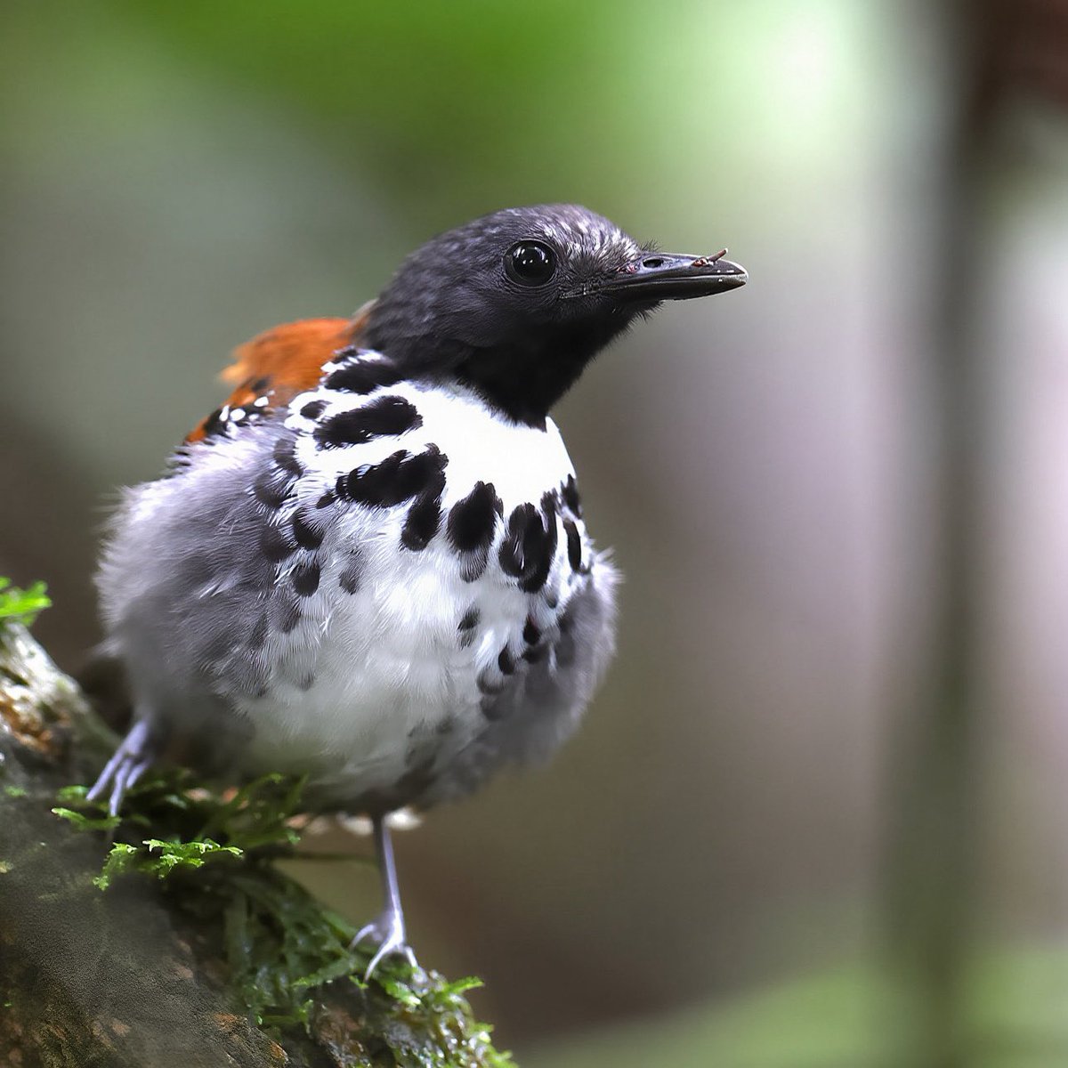 LeoPM20's tweet photo. Spotted Antbird #spottedantbird #antbird #wildbirdphotography #wildnirds https://t.co/ZeyiLGHk7i