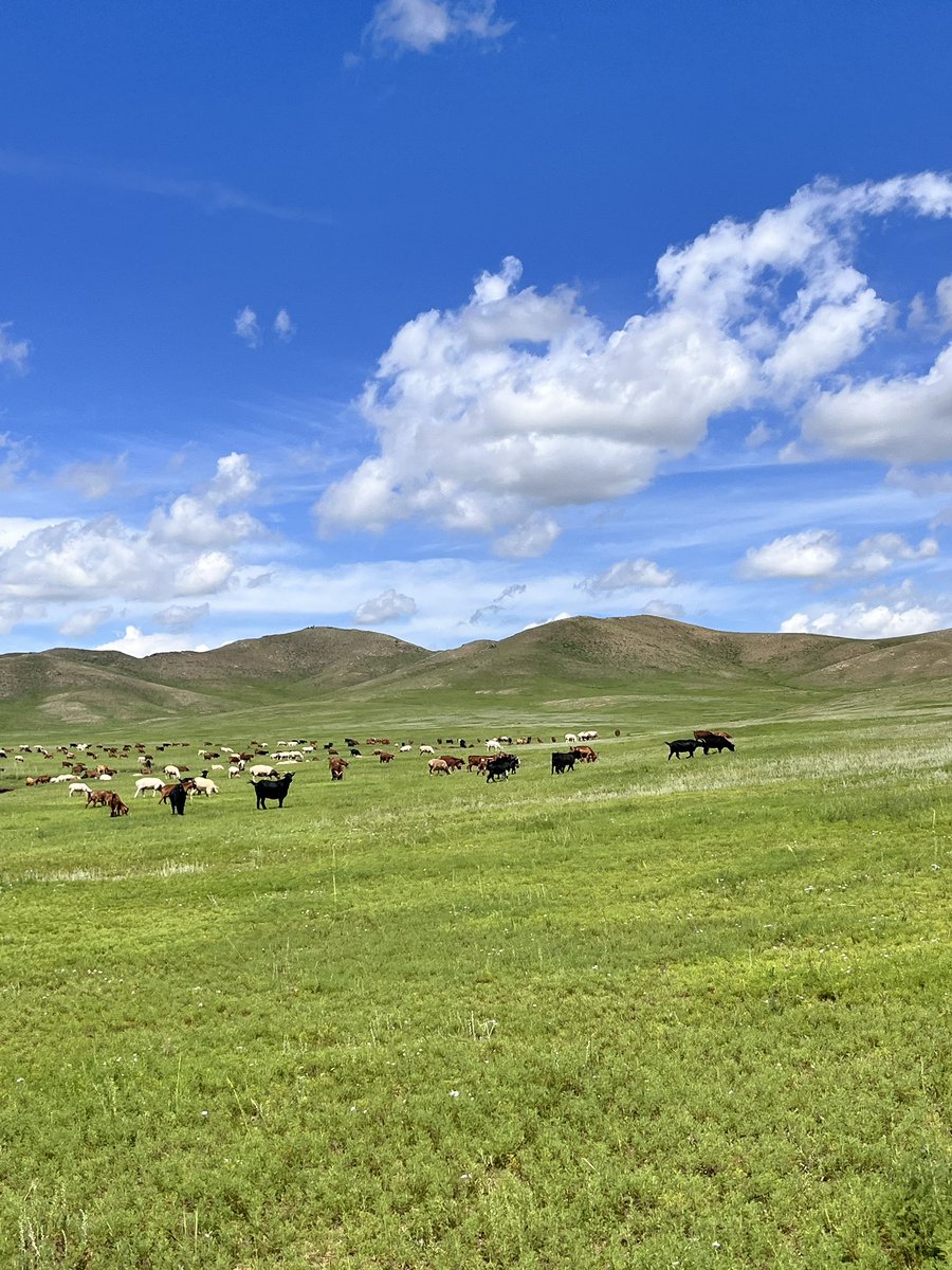 몽골에서 소매치기 당한 썰

몇년 전 친구들 6명이서 몽골에 간 적이 있슨

첫날에 울란바토르 시내에서 보냈는데
우리끼리 밤에 나와서 수흐바타르 광장에서 사징찍구 5인승 자전거 애들이 타고 싶대서 번역기로 가격 묻고 빌리고~~ 애들이랑 신나게 타고 있었슨