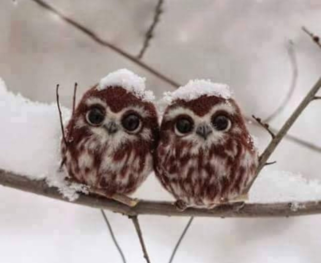 collalicia's tweet photo. Tu y Yo = Nosotros 🦉🐟 Yo sin ti = Nada ... 😞🫣 5 decadas de falsas ilusiones, la vida es de los valientes... 🌎🌍 17/02/2026 https://t.co/oqZhFFIw8T