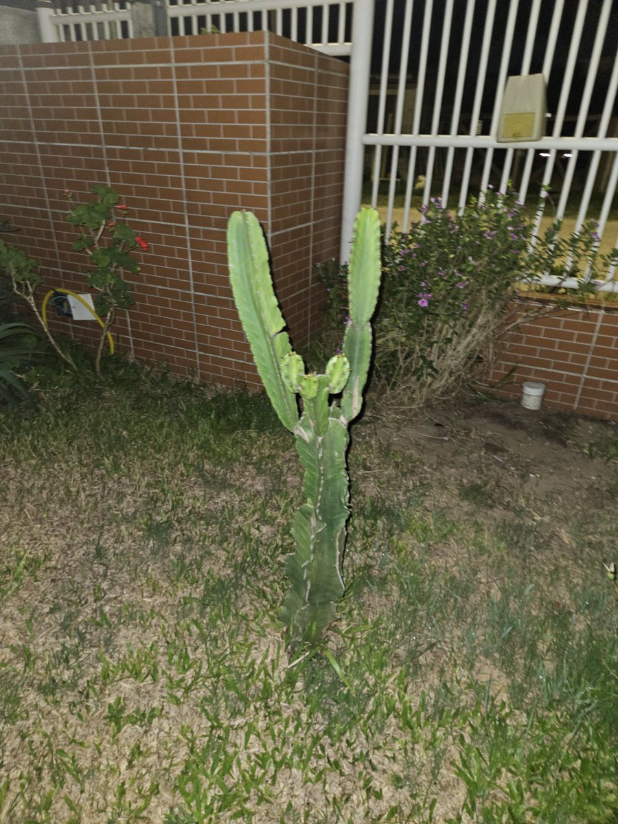 ossatii nb do mal tweet media