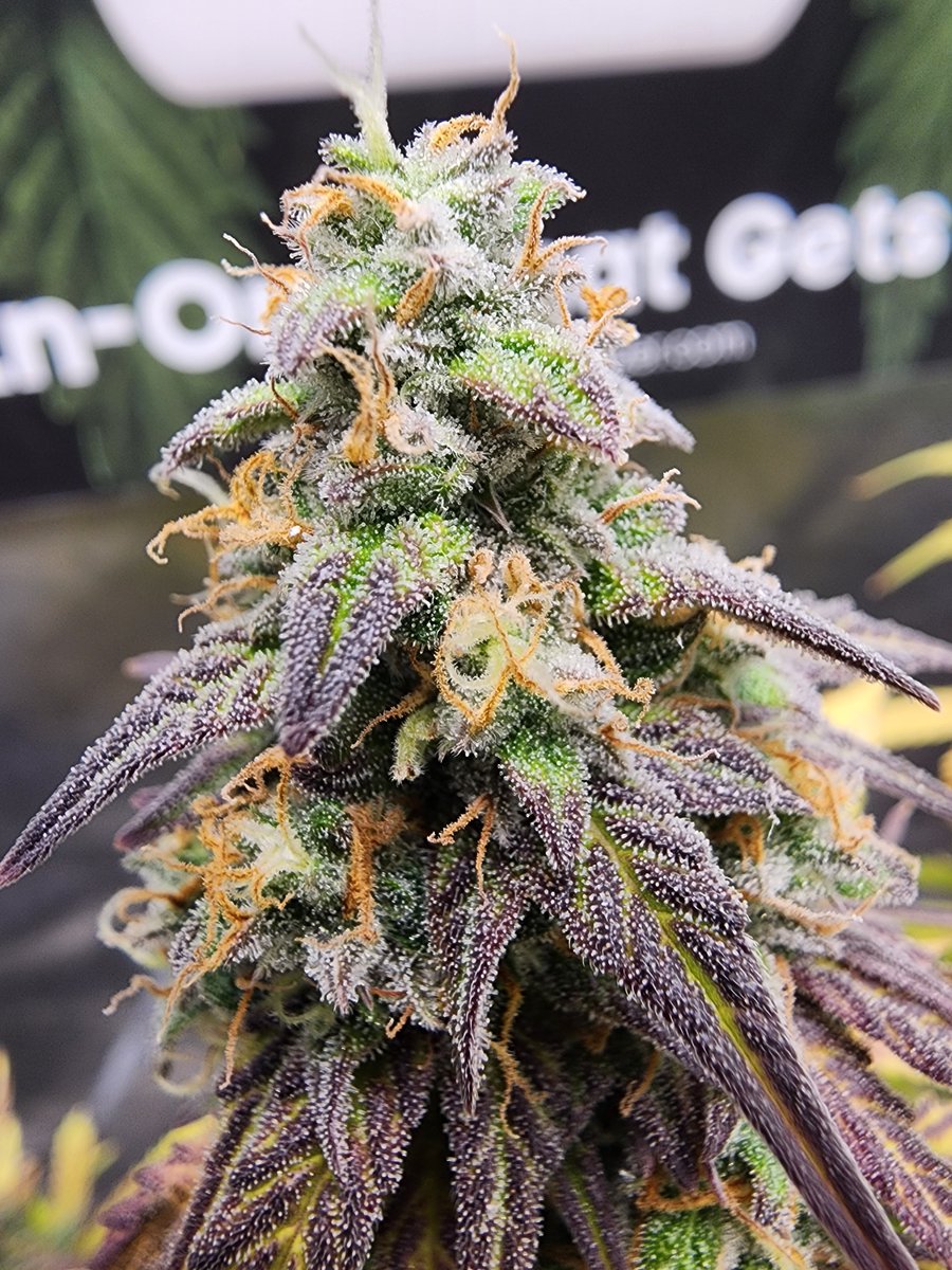 RobertFox_420's tweet image. 420 @Fast_Buds Original Blueberry Auto Week 5 Flower Close up