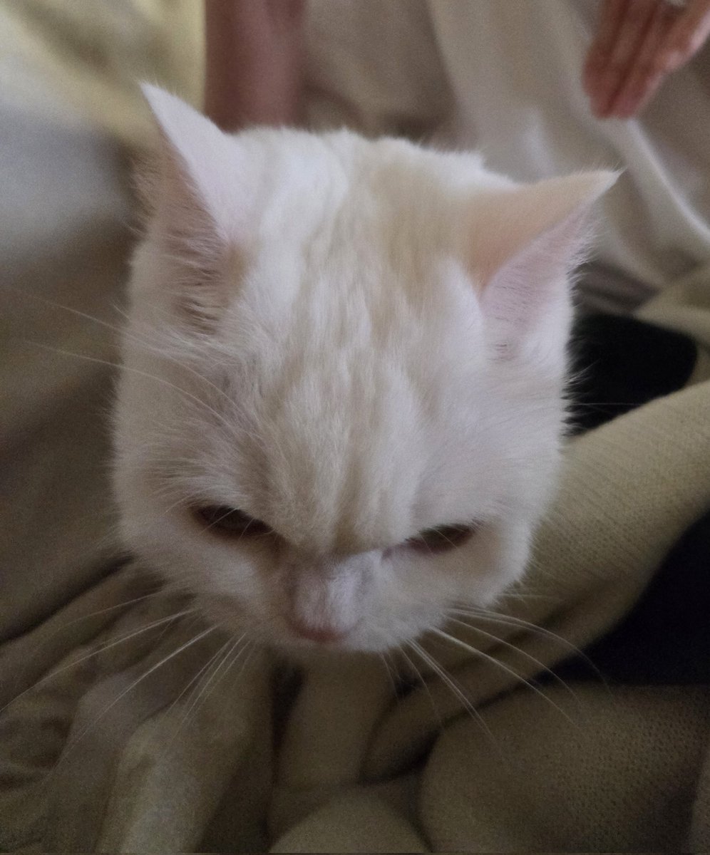 호빵이를 양쪽에서 누르면 모빰미