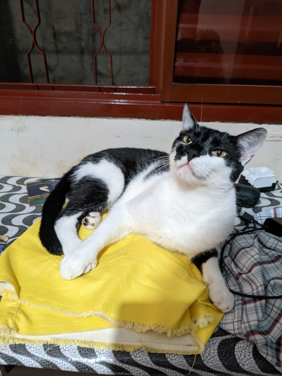 Meu gato em algum lugar aleatório tweet media