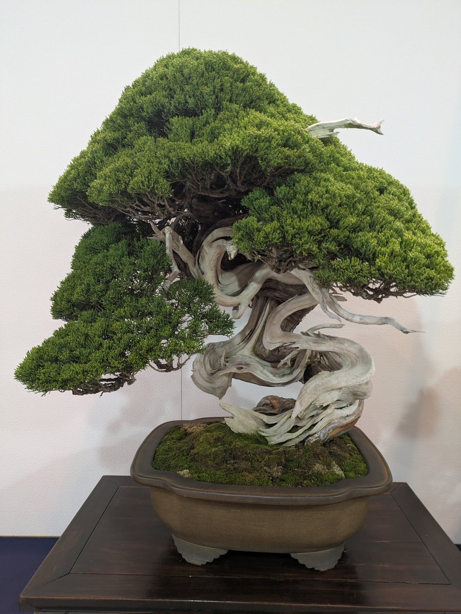 都美術館の盆栽展へ
盆栽ひとつひとつに持っている空間の広さが違って良かった
重心がどこにあるんだろうとか彫刻的なことを考えながらの観覧