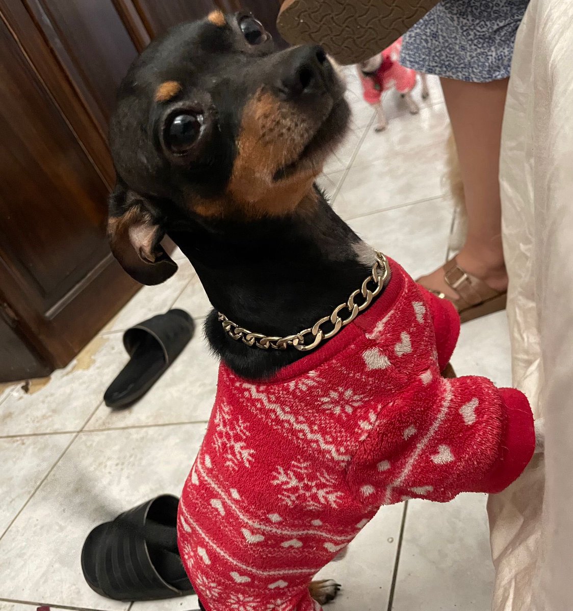 #TL2 | Servicio Social.
Se busca a “Popy”, perrito negro de raza Chihuahua. Fue visto por última vez en Cara Sucia, Ahuachapán y lleva una cadena como la de la fotografía.

Sus dueños ofrecen recompensa a quien brinde información sobre su paradero.

Contacto: 7632 5696