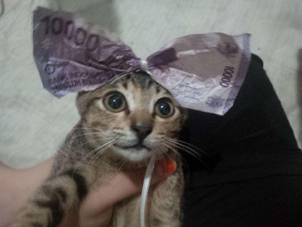 Punch Cat tweet media