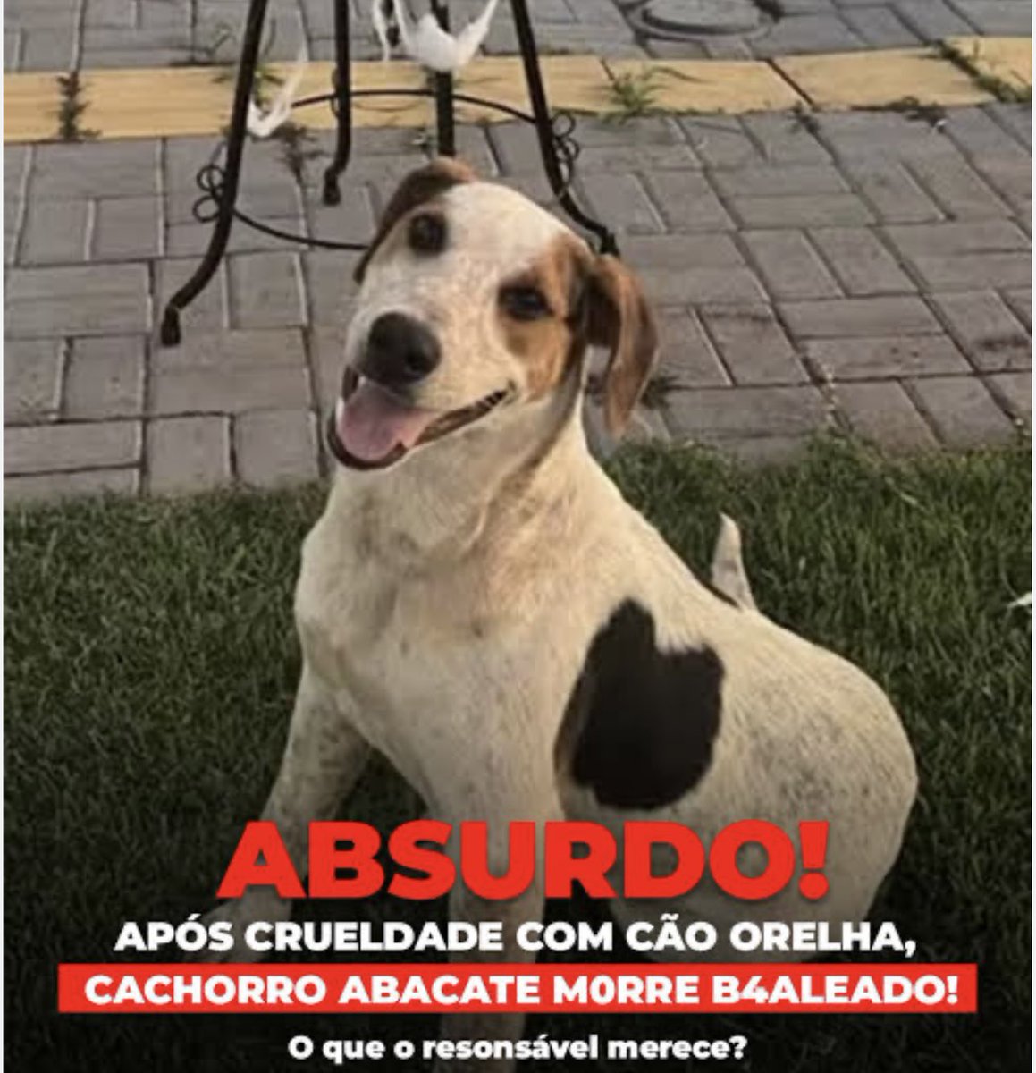 Abacate não era ameaça.
Era vida. Era inocência.

Ser baleado é um retrato cruel do quanto ainda falhamos como humanidade. Isso não é “caso isolado”, é barbárie.

Abacate merecia amor, não bala.
Que sua morte vire justiça 🥹💔🐾

#JustiçaPorAbacate