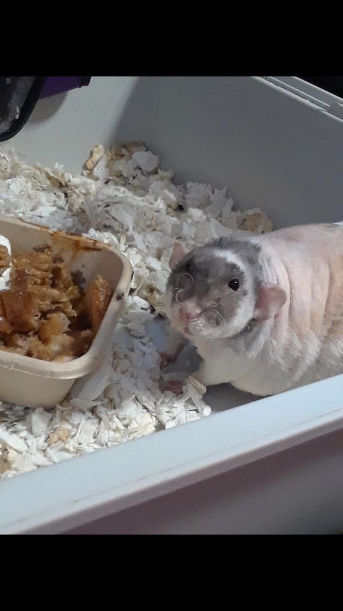 I found an old pic of him eating warm apple cobbler with whipped cream