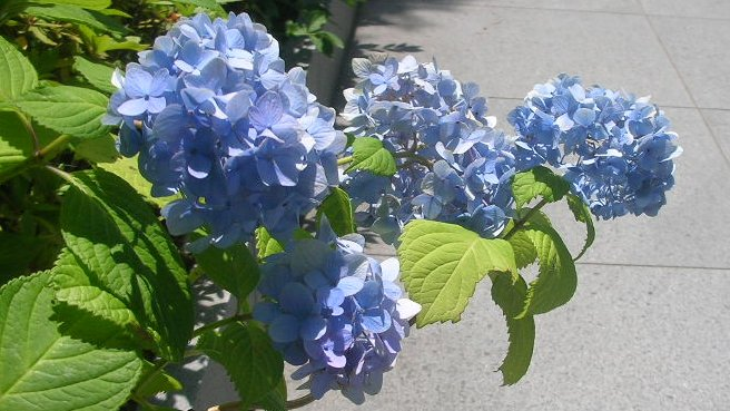 Flower pictures🌺🌼🌻 & Spiritual truth】楽しいスピ