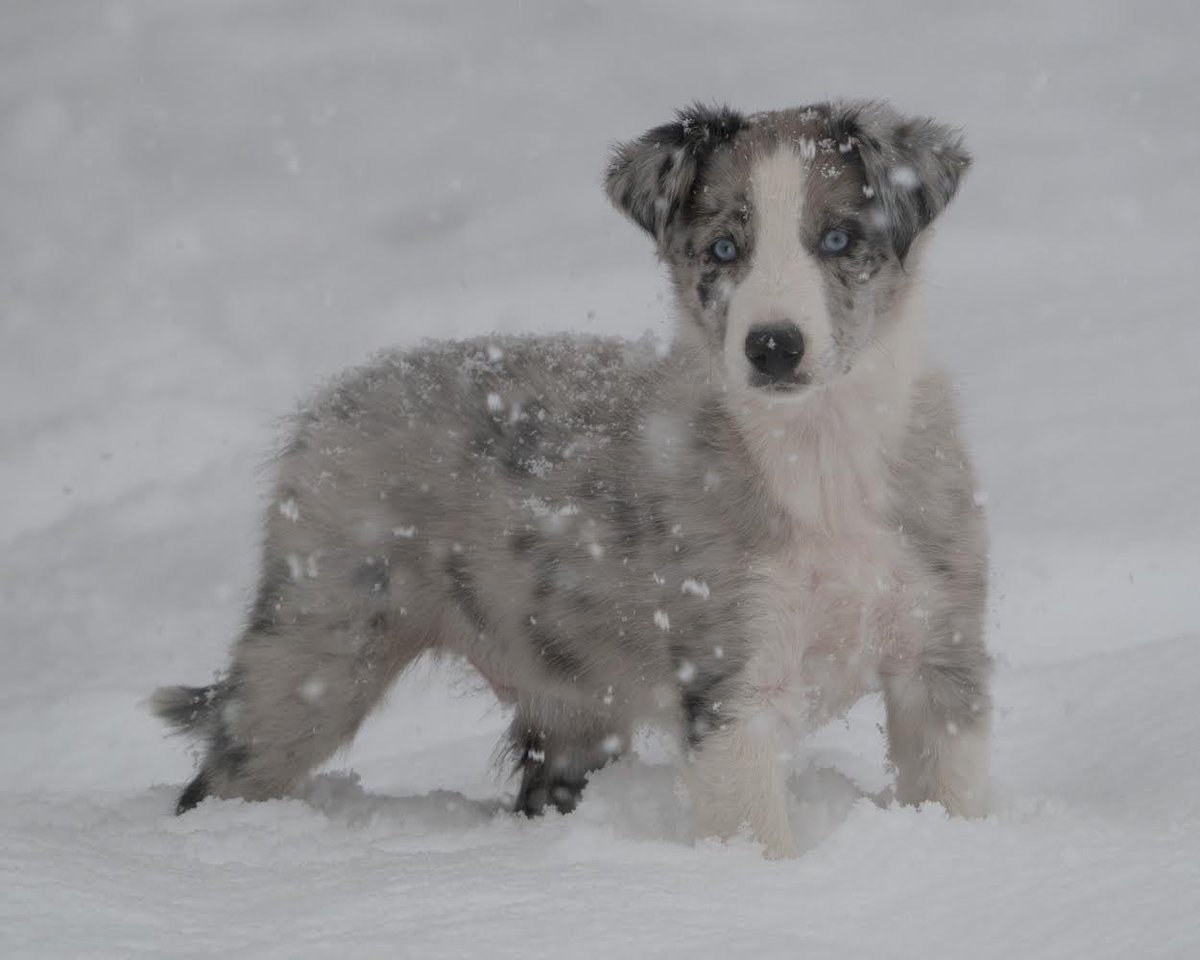 Our new Border collie puppy, Finn, enjoying his first snow day. This was before the snow got about a foot deep!