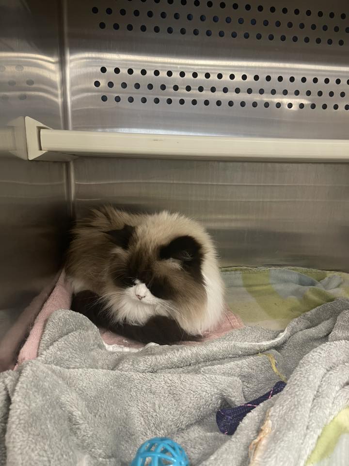Do you know someone (perhaps an older person?) who would love a senior cat who needs to be an only pet in a home? This isn't my shelter, but a neighboring rescue. Tiny is a 13-year-old Ragdoll. I believe her owner died. She needs to be your one and only. Hermiston, Oregon #cats