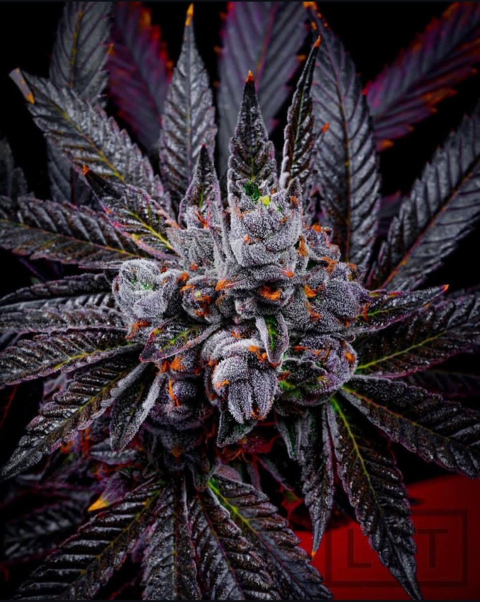 Apple banana 🍌 😋