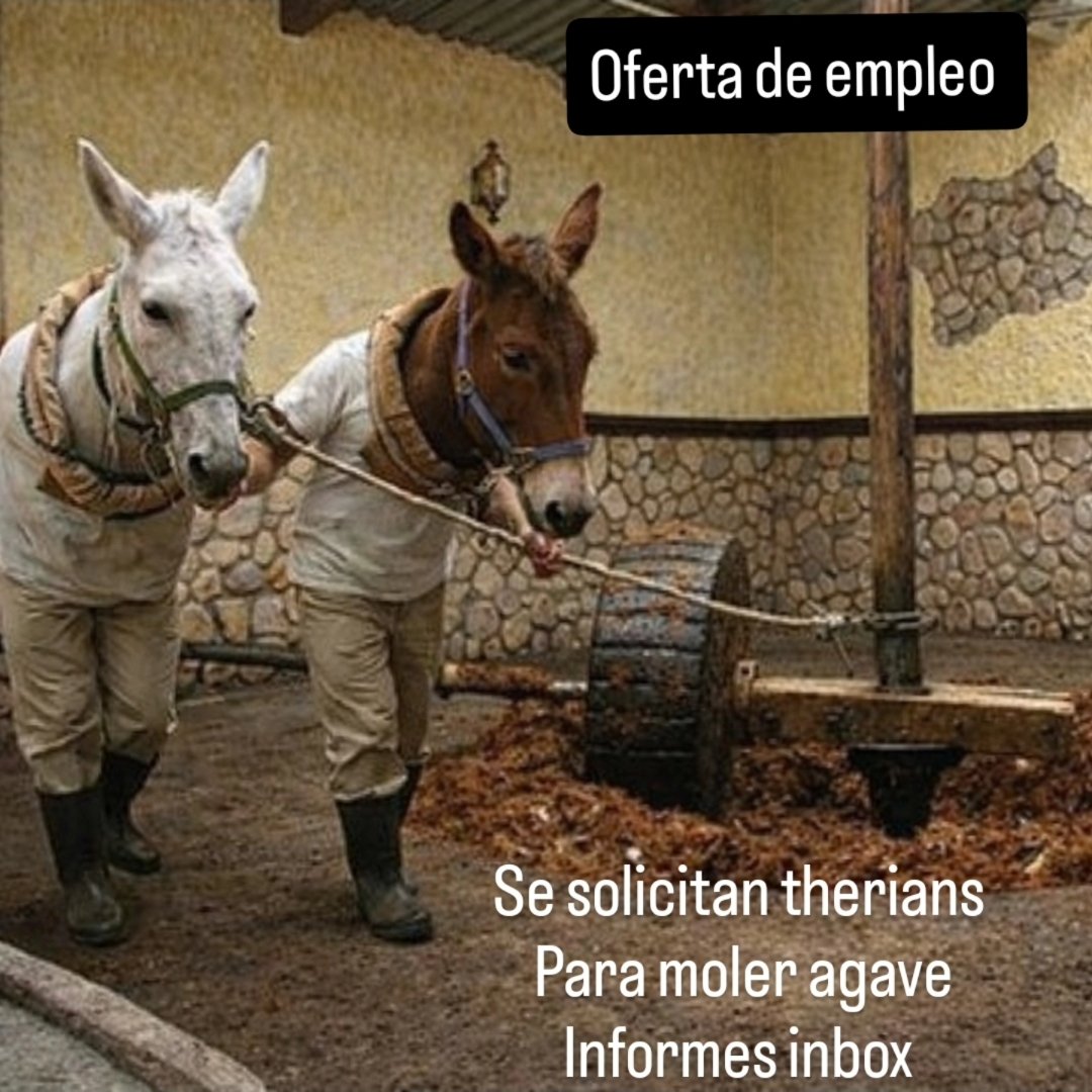 Se solitan #therians para moler agave, informes inbox (pagamos con alfalfa)