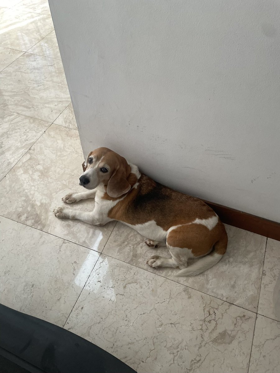 beyondtheboys's tweet photo. yaampun duduknya pun kayak my beagles…🥺 https://t.co/9UlKOdb20D